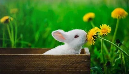 保定伴游，定制QQ：3494206190微信：act1322